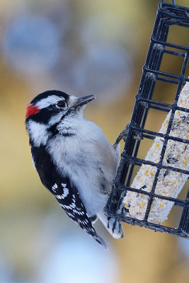 downy-woodpecker-60914.jpg