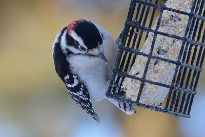 downy-woodpecker-60916.jpg