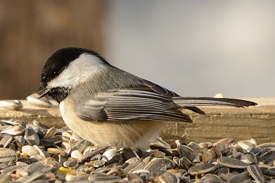 chickadee-60924.jpg