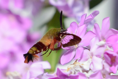 hummingbird-clearwing-moth-64393.jpg
