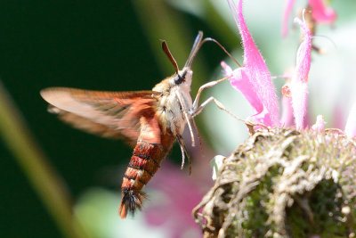 hummingbird-clearwing-moth-64531.jpg