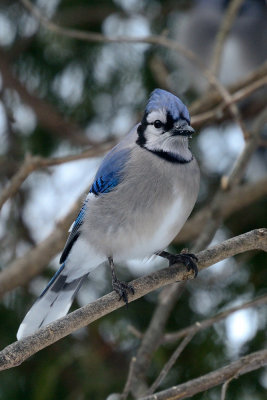 blue-jay-40902.jpg