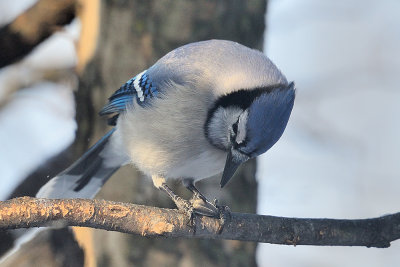 bluejay-60940.jpg