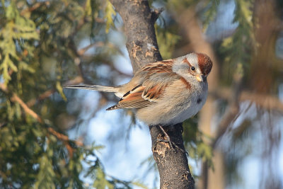 tree-sparrow-60927.jpg