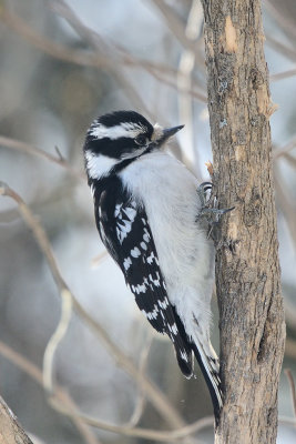 hairy-woodpecker-60954.jpg