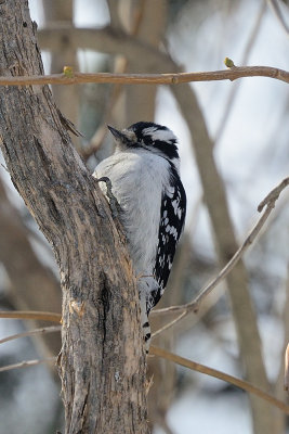 hairy-woodpecker-60952.jpg