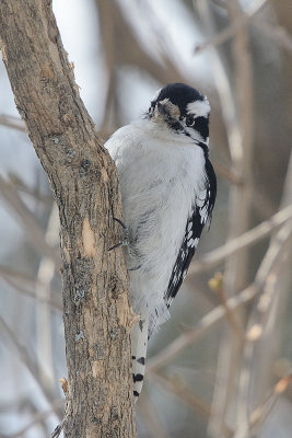 hairy-woodpecker-60957.jpg