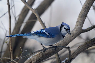 blue-jay-60932.jpg