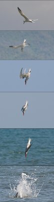 royal-tern-diving-41553.jpg