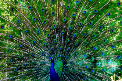 peacock-61514.jpg