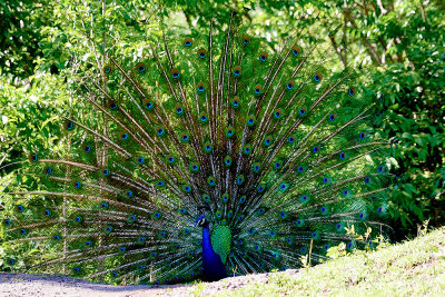 peacock-61512.jpg