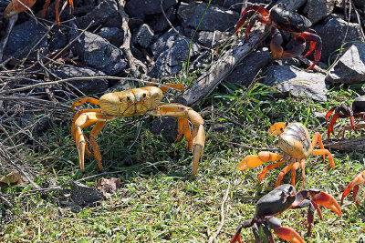 Cuban Crab Migration 61582.jpg