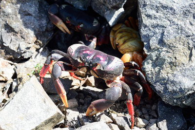 Cuban-crab-migration-61598.jpg