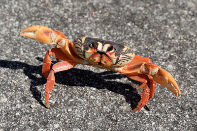 Cuba-crab-migration-61588.jpg