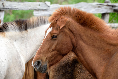 Cuban-horses-61369.jpg