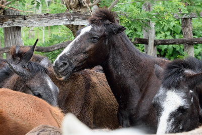 Cuban-horses-61374.jpg