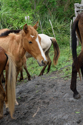 Cuban-horses-61365.jpg