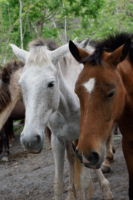 Cuban-horses-61376.jpg