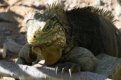 iguana-61296.jpg