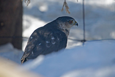 coopers-hawk-60896.jpg