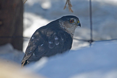 coopers-hawk-60895.jpg