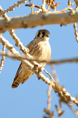 american-kestrel-62200.jpg