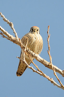 american-kestrel-62216.jpg