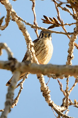 american-kestrel-62193.jpg