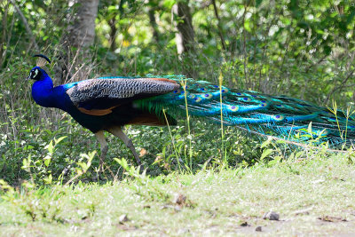 peacock-61525.jpg