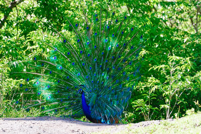 peacock-61521.jpg
