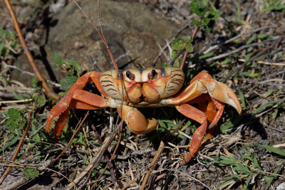 cuba-crab-migration-61592.jpg