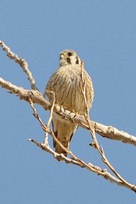 american-kestrel-62209.jpg