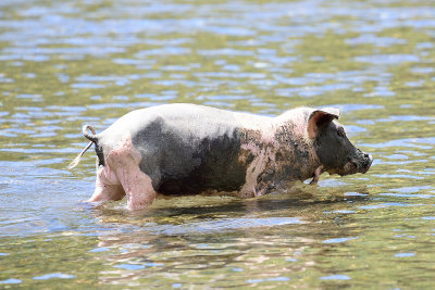 pig swimming 61638.jpg