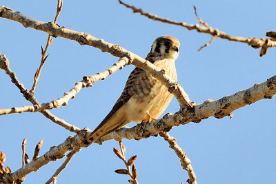 american-kestrel-62188.jpg