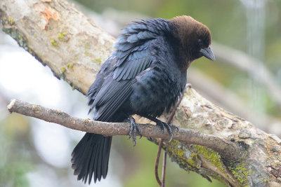 brown-headed-cowbird-(mating-dance)-62319.jpg
