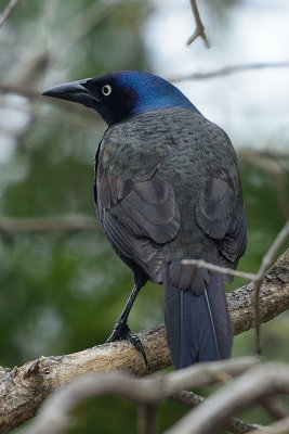 grackle-62258.jpg