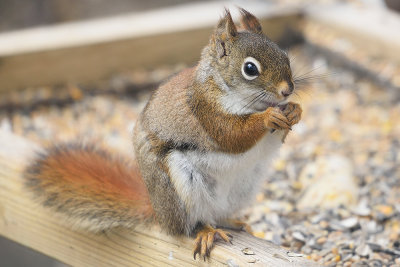 red-squirrel-62324.jpg