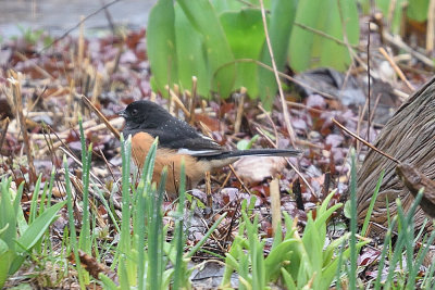 eastern-towhee-62409.jpg