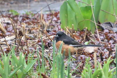 eastern-towhee-62410.jpg