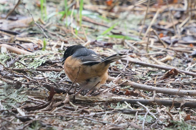 eastern-towhee-62416.jpg