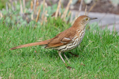 brown-thrasher-62523.jpg
