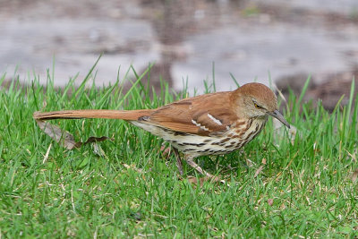 brown-thrasher-62529.jpg