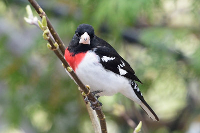 rose-breasted-grosbeak-62497.jpg