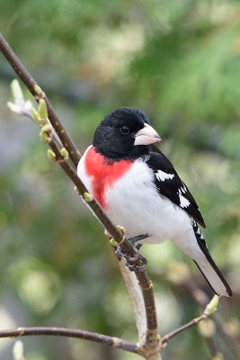 rose-breasted-grosbeak-62498.jpg