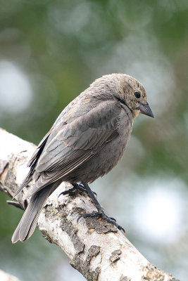 brown-headed-cowbird-female-62323.jpg