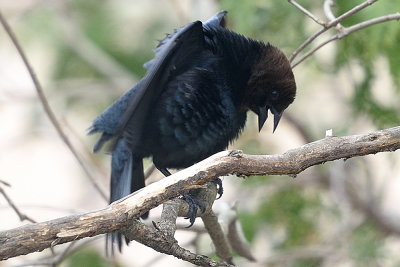 brown-headed-cowbird-(mating-dance)-62243.jpg