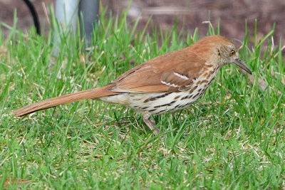 brown-thrasher-62531.jpg