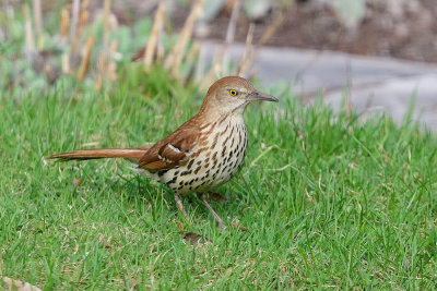 brown-thrasher-62525.jpg