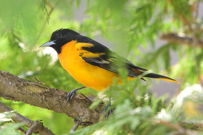 oriole-62629.jpg