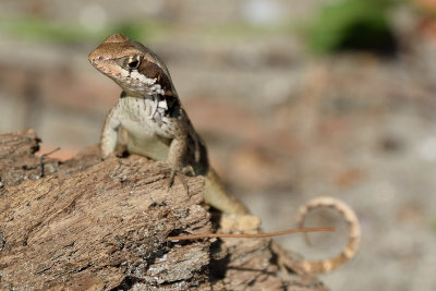 curly-tailed-lizzard-61609.jpg